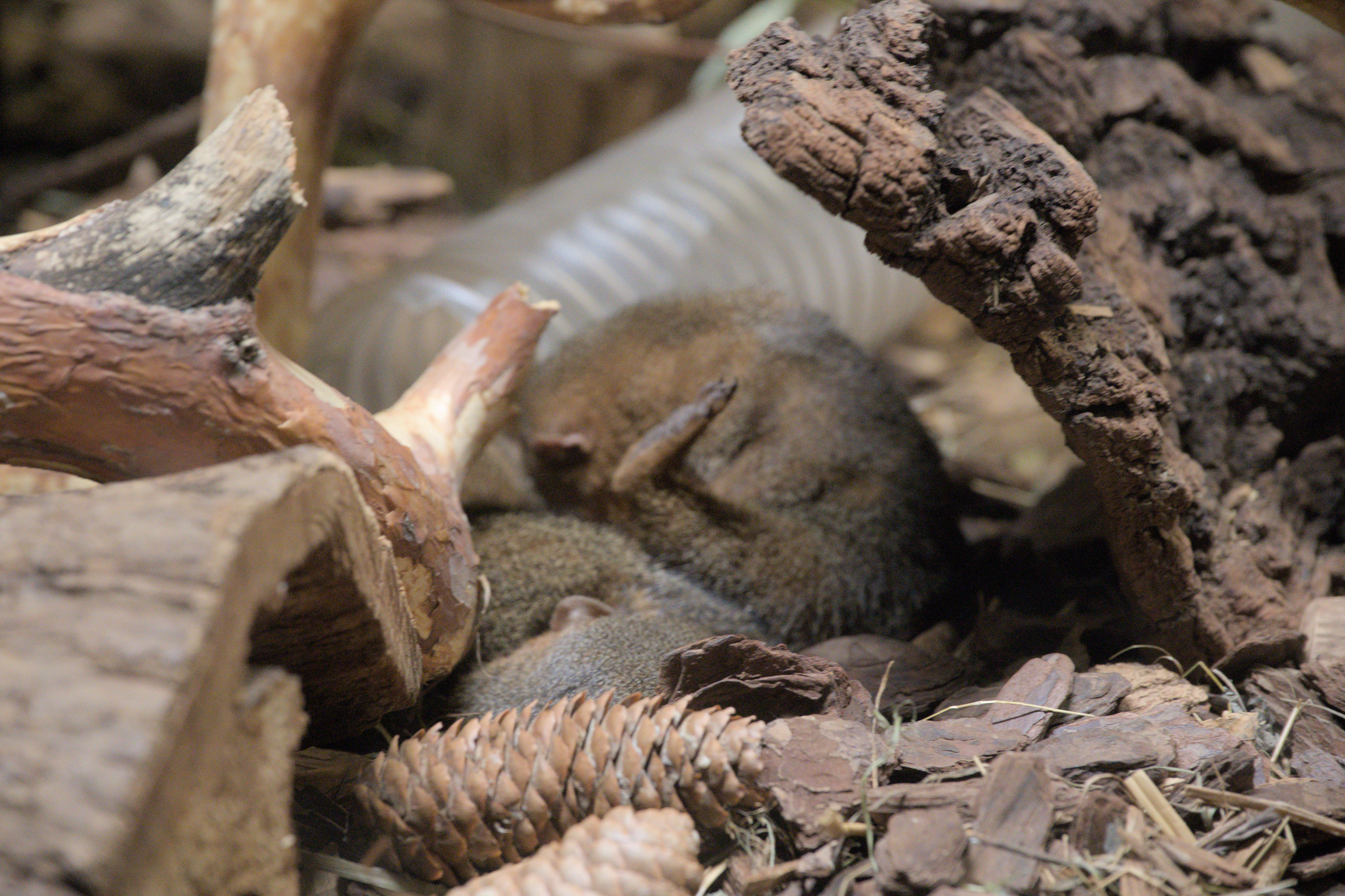 2025/10/12 - zoo/DSC_0129.jpg